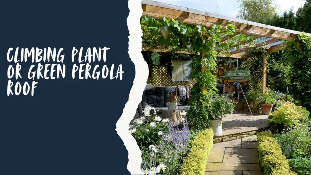 Climbing Plant or Green Pergola Roof